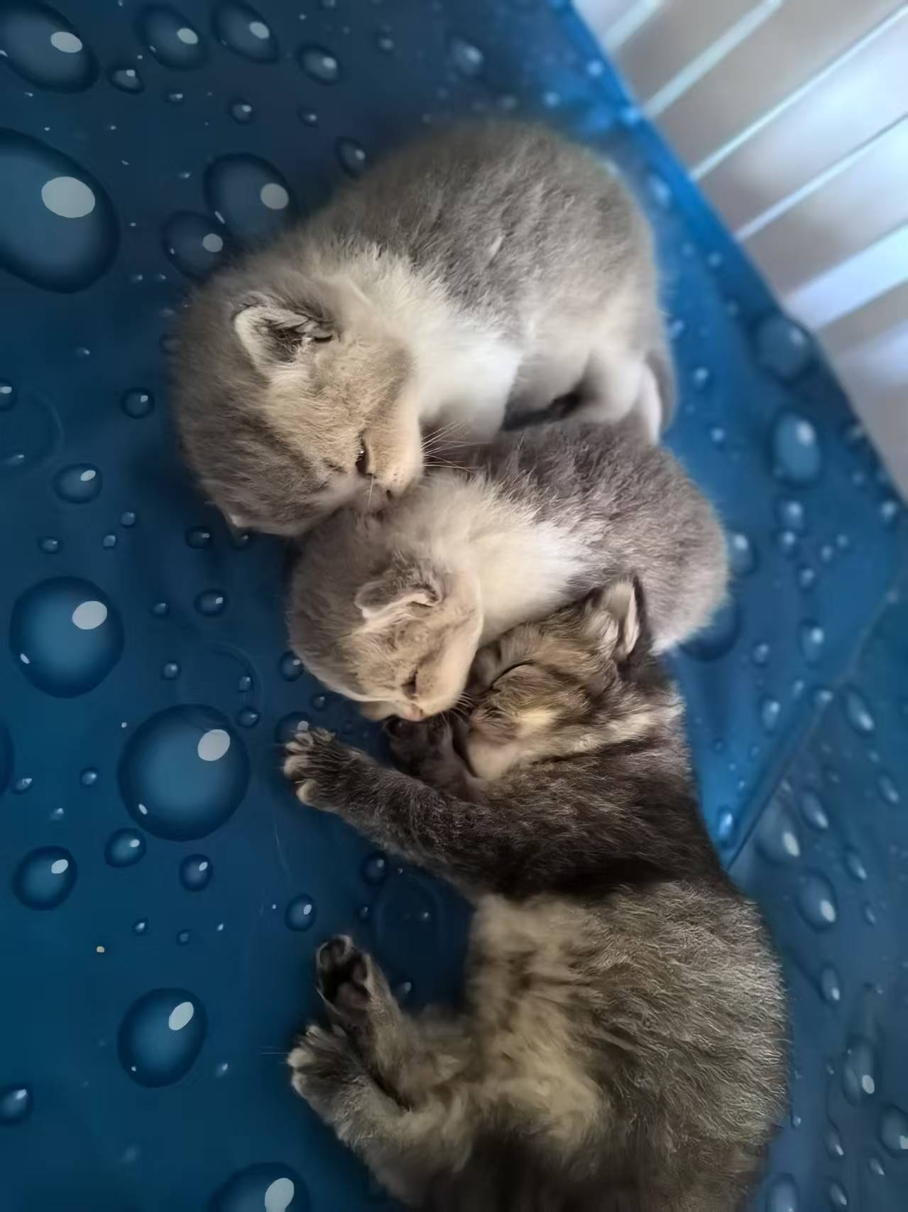 可爱的小猪咪